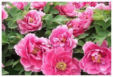 植物:hziuesykd4w= 牡丹花